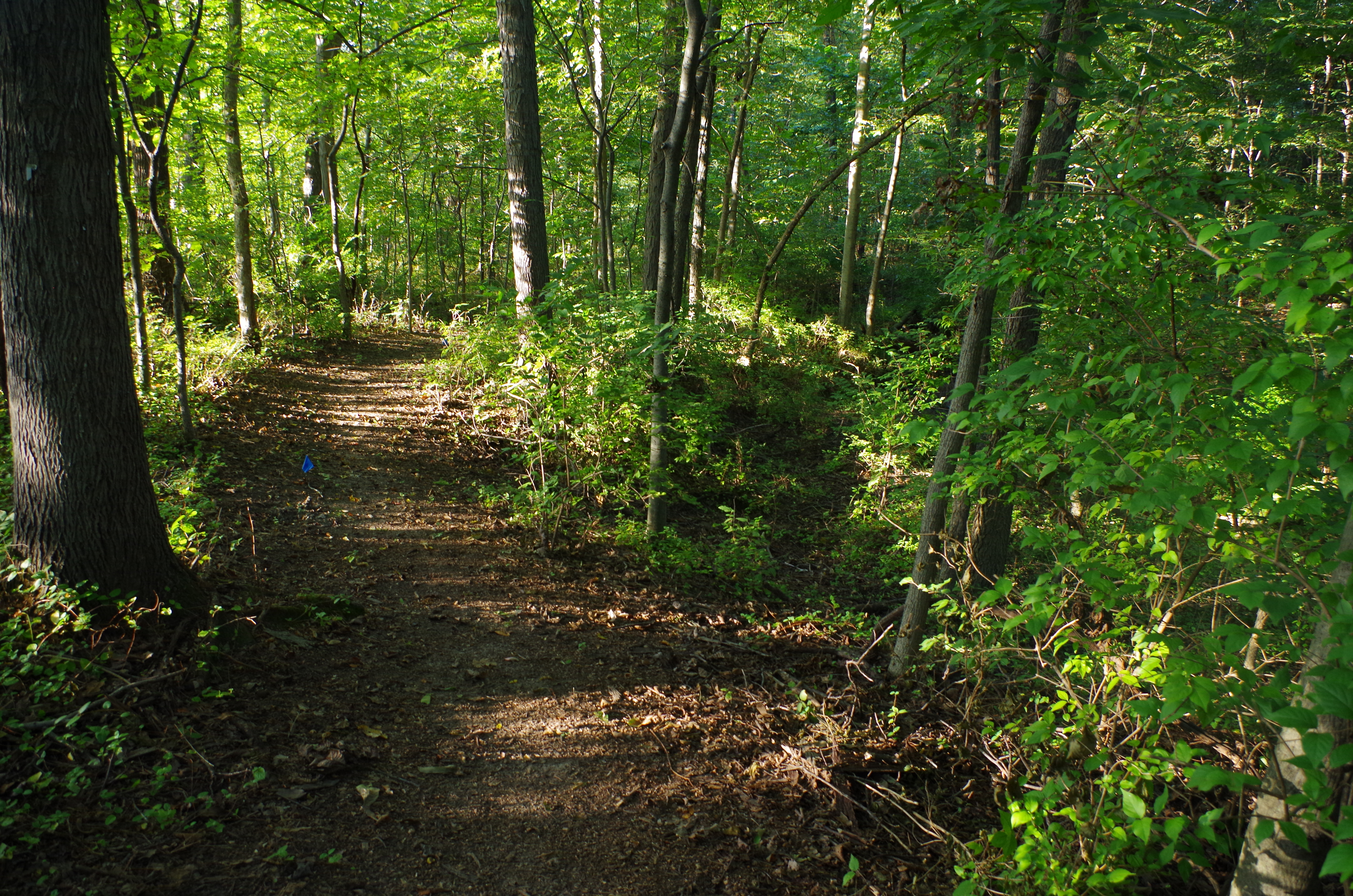 Kitty Irvin Trail 3